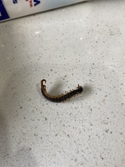 Cormocephalus westwoodi
