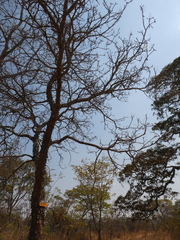 Erythrina abyssinica