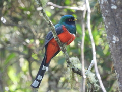 Trogon personatus