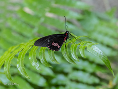 Papilioninae