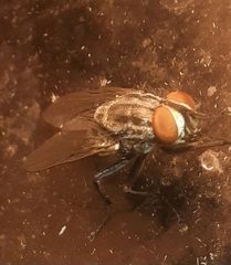 Sarcophagidae