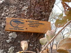 Julbernardia globiflora