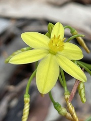 Tricoryne simplex