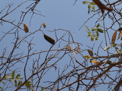 Julbernardia globiflora