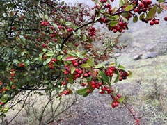 Cotoneaster pannosus