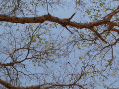 Julbernardia globiflora