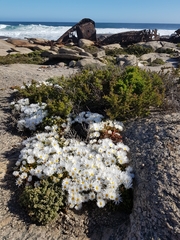 Dicrocaulon ramulosum