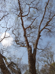 Julbernardia globiflora