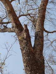 Julbernardia globiflora
