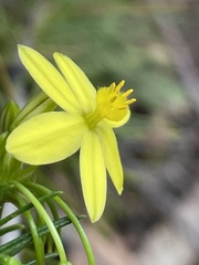 Tricoryne simplex