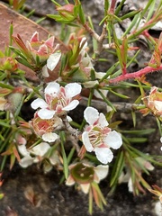 Leptospermum arachnoides
