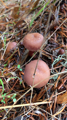 Laccaria amethysteo-occidentalis