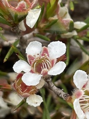 Leptospermum arachnoides