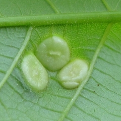 Phylloxera caryaeglobuli