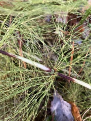 Equisetum sylvaticum