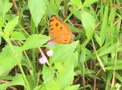 Junonia almana javana
