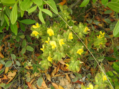 Ononis pubescens (Ononis pubescens)