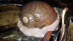 Hedleyella falconeri