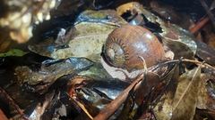 Hedleyella falconeri