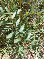 Phyllanthus sellowianus