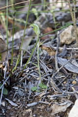 Pterostylis trullifolia