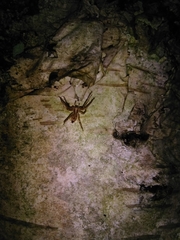 Anyphaena accentuata