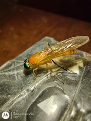 Ptecticus testaceus