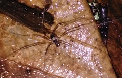 Dicranopalpus larvatus