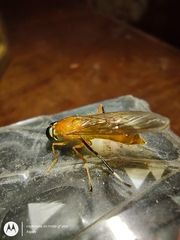 Ptecticus testaceus