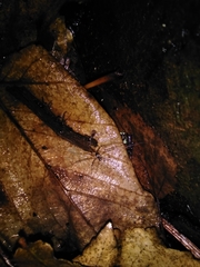 Dicranopalpus larvatus
