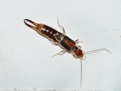 Labidura truncata