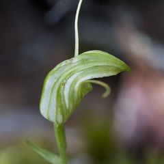 Pterostylis trullifolia