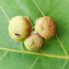 Phylloxera caryaeglobuli