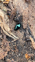 Plagiodera versicolora