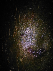 Dicranopalpus larvatus