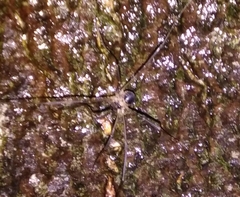 Dicranopalpus larvatus