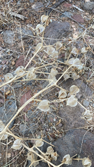 Physalis neomexicana