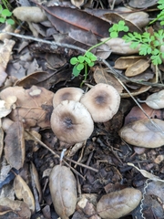 Psathyrella