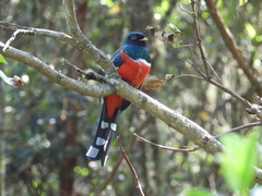 Trogon personatus