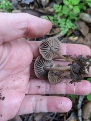 Psathyrella