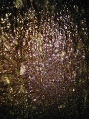 Dicranopalpus larvatus
