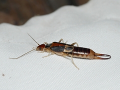 Labidura truncata