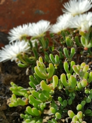 Dicrocaulon ramulosum