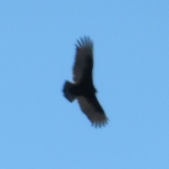 Cathartes aura septentrionalis