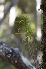 Dendrobium cunninghamii