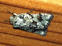 Blenina squamifera