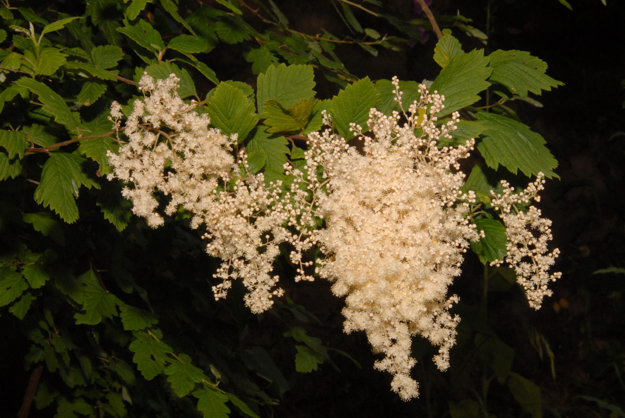 Holodiscus discolor var. discolor