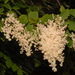 Holodiscus discolor discolor - Photo (c) Brian Finzel, some rights reserved (CC BY-SA), uploaded by Brian Finzel