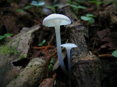 Gloiocephala quercetorum