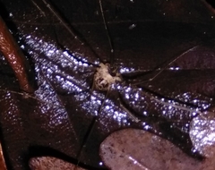 Dicranopalpus larvatus